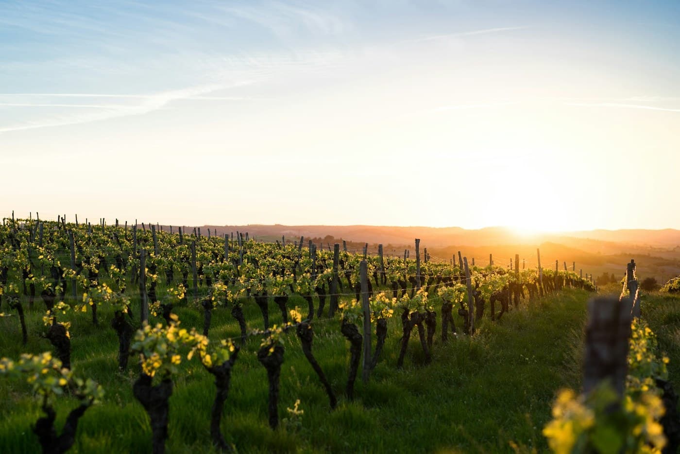 Nevoeiro sobre as vinhas do Dão ao amanhecer